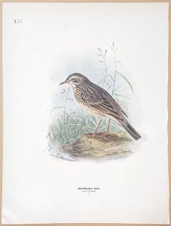 1871年 Dresser ヨーロッパ鳥類史 Pl.133 セキレイ科 タヒバリ属 カナリータヒバリ Berthelot's Pipit