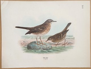 1871年 Dresser ヨーロッパ鳥類史 Pl.141 セキレイ科 タヒバリ属 ヨーロッパタヒバリ Rock Pipit