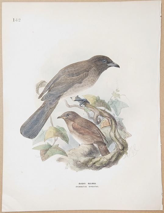 1871年 Dresser ヨーロッパ鳥類史 Pl.142 ヒヨドリ科 シロガシラ