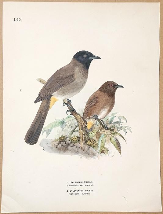 1871年 Dresser ヨーロッパ鳥類史 Pl.143 ヒヨドリ科 アラビア