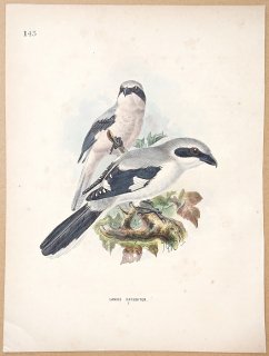 1871ǯ Dresser 衼åĻ Pl.145 ⥺ ⥺° ⥺ Great Grey Shrike