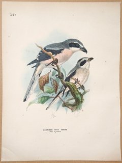 1871ǯ Dresser 衼åĻ Pl.147 ⥺ ⥺° ٥ꥢ⥺ Southern Grey Shrike