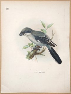 1871ǯ Dresser 衼åĻ Pl.148 ⥺ ⥺° եꥫ⥺ Algerine Grey Shrike