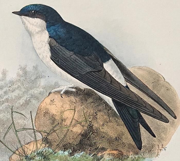 鳥のアンティークプリント 博物画 (The Natural History of