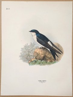 1871ǯ Dresser 衼åĻ Pl.162 ĥХ ĥХ° ˥ĥХ House Martin