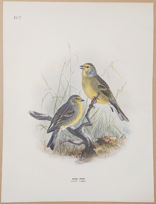 1871年 Dresser ヨーロッパ鳥類史 Pl.167 アトリ科 マヒワ属 