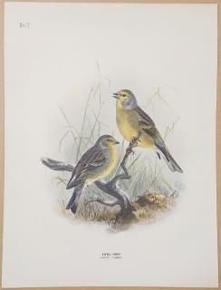 1871ǯ Dresser 衼åĻ Pl.167 ȥ ޥҥ° ȥҥ Citril Finch ߱