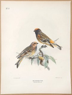 1871年 Dresser ヨーロッパ鳥類史 Pl.173 アトリ科 カナリア属 ベニビタイセリン Red Fronted Finch