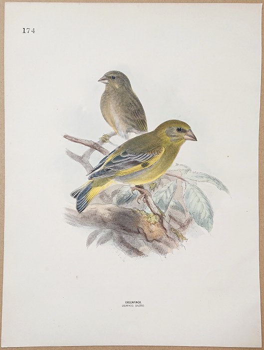 1871年 Dresser ヨーロッパ鳥類史 Pl.174 アトリ科 カワラヒワ属 アオ 