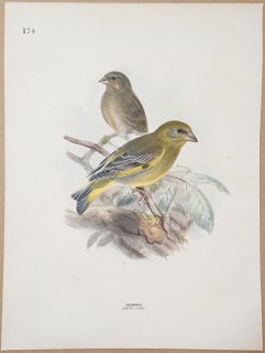 1871ǯ Dresser 衼åĻ Pl.174 ȥ ҥ° ҥ Greenfinch