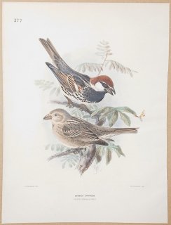1871ǯ Dresser 衼åĻ Pl.177  ° ڥ󥹥 Spanish Sparrow