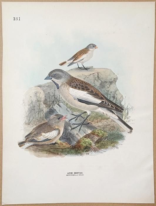 定価3.8万◇1871年ロンドン Henry Eeles Dresser「鳥類譜