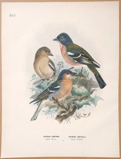 1871年 Dresser ヨーロッパ鳥類史 Pl.183 アトリ科 アゾレスチャフフィンチ Azorean Chaffinch ズアオアトリ亜種 Algerian Chaffinch