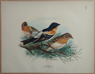 1871ǯ Dresser 衼åĻ Pl.184 ȥ ȥ° ȥ Brambling