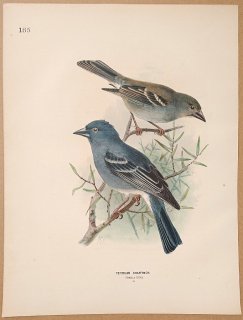 1871年 Dresser ヨーロッパ鳥類史 Pl.185 アトリ科 アトリ属 カナリーアオアトリ Teydean Chaffinch