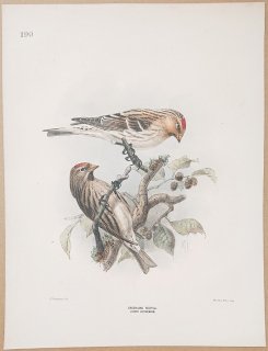 1871ǯ Dresser 衼åĻ Pl.190 ȥ ٥˥ҥ° ٥˥ҥ Greenland Redpoll