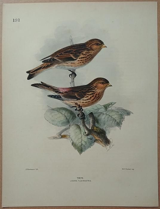 定価3.8万◇1871年ロンドン Henry Eeles Dresser「鳥類譜