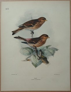 1871年 Dresser ヨーロッパ鳥類史 Pl.191 アトリ科 リナリア属 キバシヒワ Twite