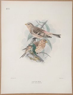 1871年 Dresser ヨーロッパ鳥類史 Pl.192 アトリ科 リナリア属 キバシヒワ亜種 Eastern Twite