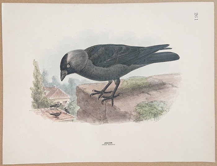 1871年 Dresser ヨーロッパ鳥類史 Pl.261 カラス科 カラス属 ニシ 
