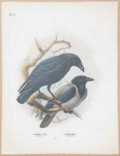 1871年 Dresser ヨーロッパ鳥類史 Pl.263 カラス科 ハシボソガラス Carrion Crow ズキンガラス Hooded Crow