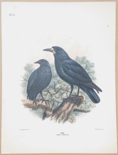 1871年 Dresser ヨーロッパ鳥類史 Pl.264 カラス科 カラス属 ミヤマガラス Rook
