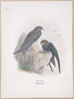 1871ǯ Dresser 衼åĻ Pl.268 ޥĥХ ޥĥХ Pallid Swift ϥޥĥХ  Madeiran Swift