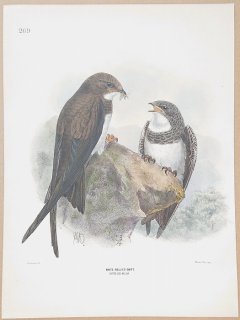 1871ǯ Dresser 衼åĻ Pl.269 ĥХ ޥץ° ϥ饢ޥĥХ White-Bellied Swift