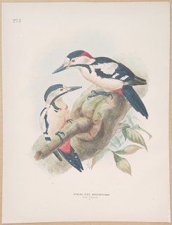 1871ǯ Dresser 衼åĻ Pl.278 ĥĥ °  Syrian Pied Woodpecker