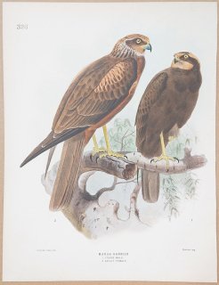 1871年 Dresser ヨーロッパ鳥類史 Pl.326 タカ科 チュウヒ属 ヨーロッパチュウヒ 若鳥 雄 成鳥 雌 Marsh Harrier