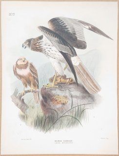 1871年 Dresser ヨーロッパ鳥類史 Pl.327 タカ科 チュウヒ属 ヨーロッパチュウヒ Marsh Harrier