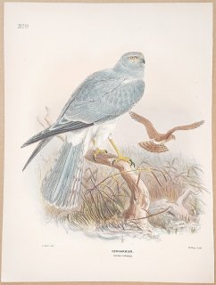 1871ǯ Dresser 衼åĻ Pl.329  奦° ϥ奦 Hen Harrier