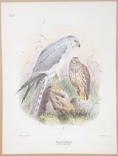 1871年 Dresser ヨーロッパ鳥類史 Pl.330 タカ科 チュウヒ属 ウスハイイロチュウヒ Pallid Harrier
