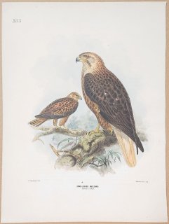 1871年 Dresser ヨーロッパ鳥類史 Pl.333 タカ科 ノスリ属 ニシオオノスリ Long-Legged Buzzard