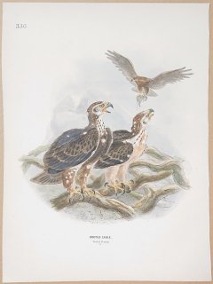 1871年 Dresser ヨーロッパ鳥類史 Pl.336 タカ科 ケアシクマタカ属 ヒメクマタカ Booted Eagle