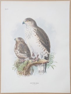 1871年 Dresser ヨーロッパ鳥類史 Pl.349 タカ科 チュウヒワシ属 チュウヒワシ Shorttoed Eagle