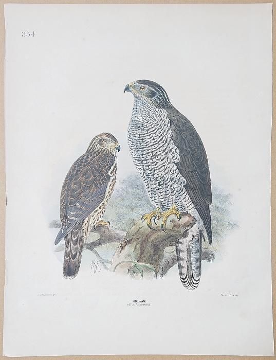 定価3.8万◆1871年ロンドン Henry Eeles Dresser「鳥類譜 定価3.8万◇1871年ロンドン Henry Eeles Dresser「鳥類譜 - メルカリ