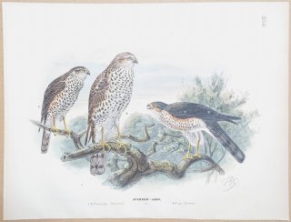 1871年 Dresser ヨーロッパ鳥類史 Pl.356 タカ科 ハイタカ属 ハイタカ Sparrow Hawk