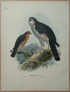 1871年 Dresser ヨーロッパ鳥類史 Pl.357 タカ科 ハイタカ属 ハイタカ Sparrow Hawk
