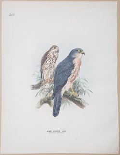 1871ǯ Dresser 衼åĻ Pl.359  ϥ° Хȥϥ Levant Sparrow Hawk