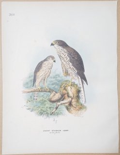 1871年 Dresser ヨーロッパ鳥類史 Pl.360 タカ科 ハイタカ属 レバントハイタカ Levant Sparrow Hawk