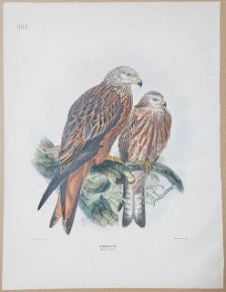 1871年 Dresser ヨーロッパ鳥類史 Pl.361 タカ科 トビ属 アカトビ Common Kite