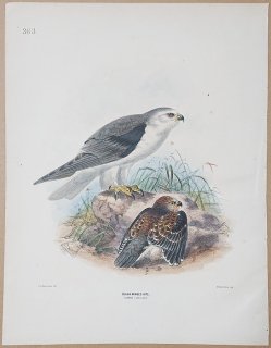1871年 Dresser ヨーロッパ鳥類史 Pl.363 タカ科 カタグロトビ属 カタグロトビ Black-Winged Kite