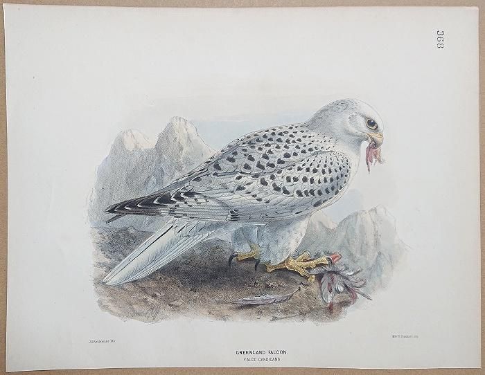 1871年 Dresser ヨーロッパ鳥類史 Pl.368 ハヤブサ科 ハヤブサ属