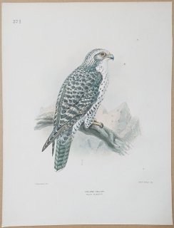 1871ǯ Dresser 衼åĻ Pl.371 ϥ֥ ϥ֥° ϥ֥ Iceland Falcon