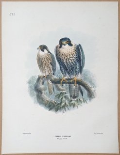 1871ǯ Dresser 衼åĻ Pl.373 ϥ֥ ϥ֥° ϥ֥ Lesser Peregrine