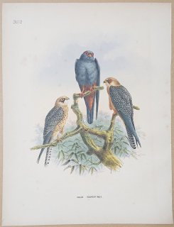 1871ǯ Dresser 衼åĻ Pl.382 ϥ֥ ϥ֥° ˥祦ܥ Red-Legged Falcon