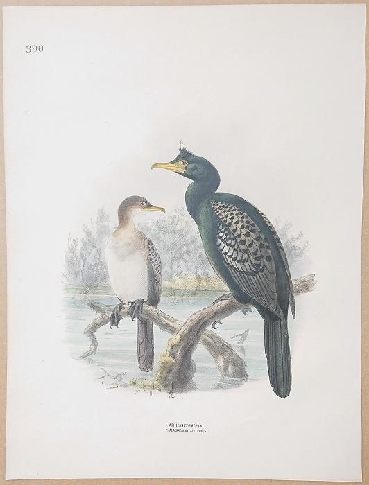 1871年 Dresser ヨーロッパ鳥類史 Pl.390 ウ科 ウ属 アフリカ