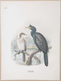 1871ǯ Dresser 衼åĻ Pl.390  ° եꥫӥȥ African Cormorant