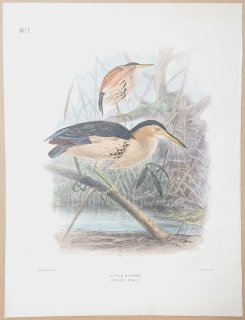 1871年 Dresser ヨーロッパ鳥類史 Pl.401 サギ科 ヨシゴイ属 ヒメヨシゴイ Little Bittern